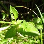 Viola cornuta Leaf