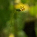 Melothria pendula Λουλούδι