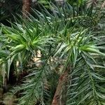 Araucaria angustifolia Hábito