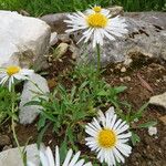 Aster alpinus Hábito