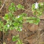 Cyclophyllum subulatum Bloem