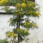 Acacia decurrens Blomst