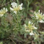Chamaecytisus albus Flor