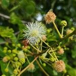 Acaciella angustissima Flower