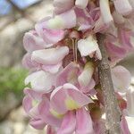 Gliricidia sepium Flower