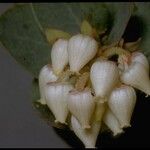 Arctostaphylos pallida Blüte