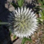 Echinops sphaerocephalus Virág