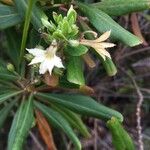 Scaevola montana Flor