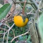 Solanum melongenaFruit