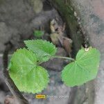 Sida cordata Frunză