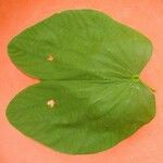 Bauhinia variegata Feuille