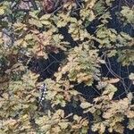 Quercus pubescens Leaf