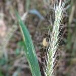 Elymus virginicus Frucht