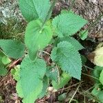 Doronicum pardalianches Leaf
