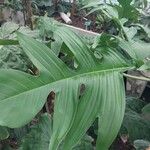 Philodendron pedatum Лист