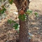 Quercus robur বাকল