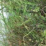 Casuarina equisetifolia ᱥᱟᱠᱟᱢ