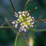 Arabidopsis thalianaFlor