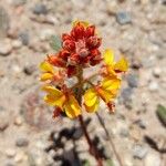 Hoffmannseggia glauca Flower