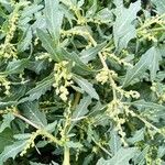 Atriplex tatarica Folha