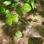 Rubus hispidus Leaf