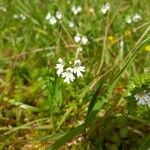 Euphrasia officinalisFleur