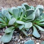Aloinopsis spathulata Hoja