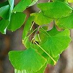 Ginkgo biloba Habit