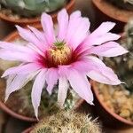 Echinocereus reichenbachii Žiedas