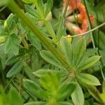 Galium album Blatt