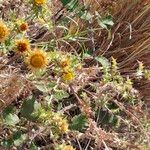 Carlina corymbosa Fleur