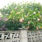 Brugmansia suaveolens Flor