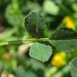 Medicago orbicularis পাতা