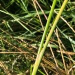 Juncus subnodulosus Blatt