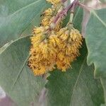 Azara petiolaris Flower