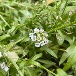 Lobularia maritima Virág