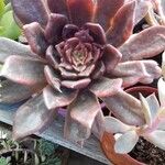 Echeveria purpusiorum Folha