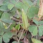 Oxalis corniculata ഫലം