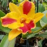 Cattleya wittigiana പുഷ്പം