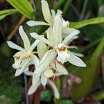 Coelogyne trinervisFlower