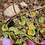 Soldanella pusilla Leaf