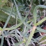Aloe antandroi Leaf