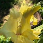 Gladiolus communisFlower