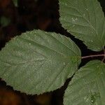 Rubus questieri 葉