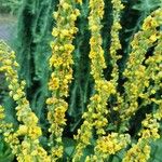 Verbascum nigrumFlower