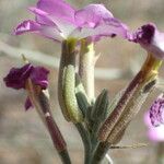 Marcus-kochia littorea Flower