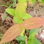 Hypericum androsaemum Leaf
