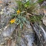Jacobaea uniflora Flower