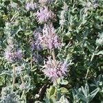 Salvia leucophylla Цветок