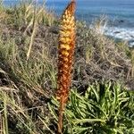 Orobanche elatior Çiçek